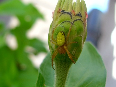 Araniella sp.